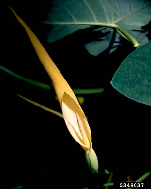 image of Colocasia esculenta, Elephant's-ear, Taro, Dasheen