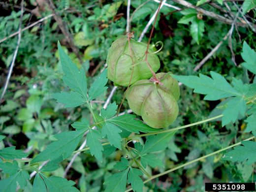 image of Cardiospermum halicacabum, Balloonvine, Love-in-a-puff, Heartseed