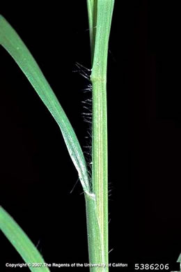 image of Cenchrus ciliaris, Buffelgrass