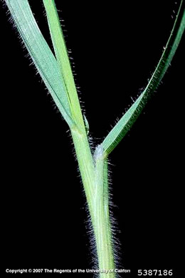 image of Bromus arvensis, Field Brome