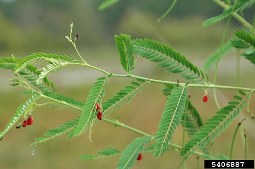 image of Sesbania herbacea, Bigpod Sesbania, Coffee-weed, Indigo-weed, Hemp Sesbania