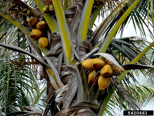 Cocos nucifera, Coconut Palm