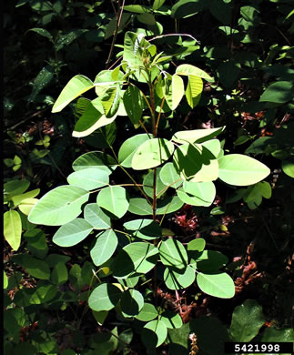 image of Lespedeza thunbergii, Thunberg's Lespedeza, Thunberg's Bush-clover
