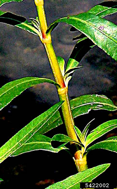 image of Alternanthera philoxeroides, Alligator-weed