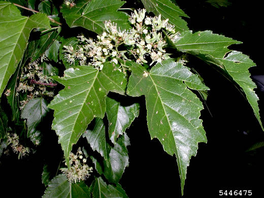 image of Acer ginnala, Amur Maple