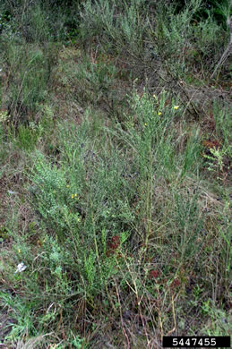 image of Cytisus scoparius, Scotch Broom