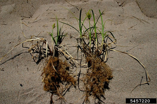 image of Carex kobomugi, Japanese Sand Sedge, Japanese Beach Sedge, Sea Isle Sedge, Asiatic Sand Sedge