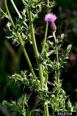 image of Cirsium arvense, Canada Thistle, Field Thistle