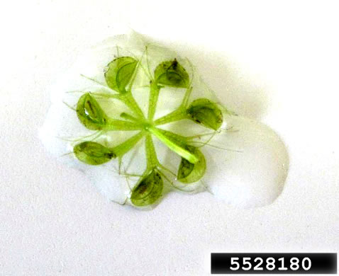 image of Aldrovanda vesiculosa, Waterwheel-plant