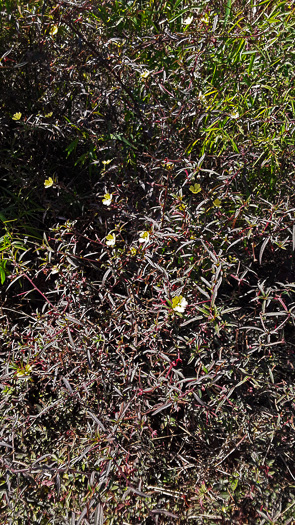 image of Ludwigia octovalvis, Mexican Primose-willow