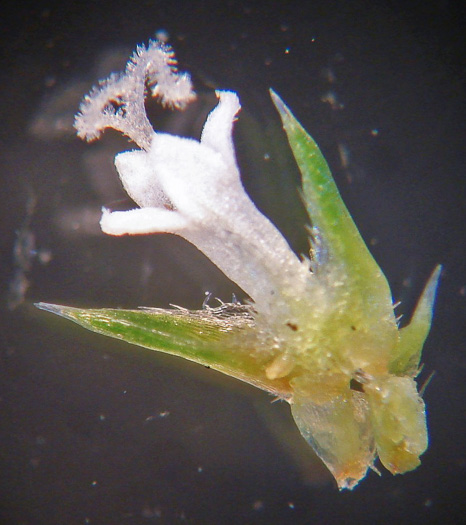 image of Mitracarpus hirtus, Girdle-pod