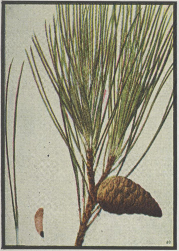 drawing of Pinus resinosa, Red Pine