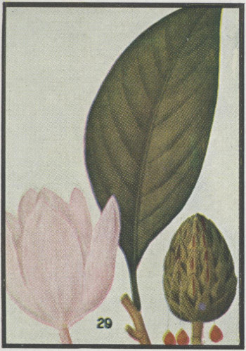 drawing of Magnolia grandiflora, Southern Magnolia, Bull Bay
