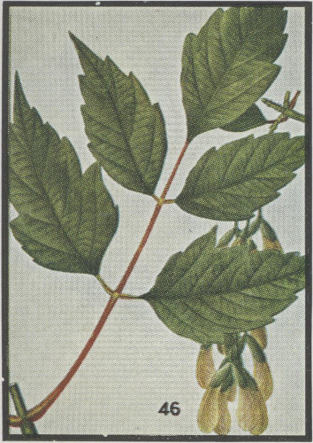 drawing of Acer negundo var. negundo, Eastern Box Elder, Ash-leaved Maple, River Maple