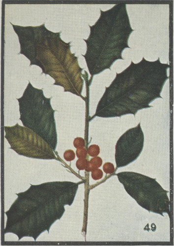 drawing of Ilex opaca, American Holly, Christmas Holly