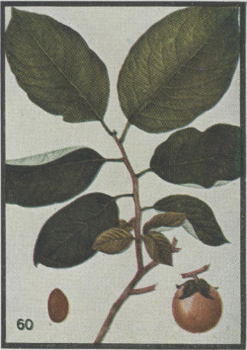 image of Diospyros virginiana, American Persimmon, Common Persimmon, Simmon