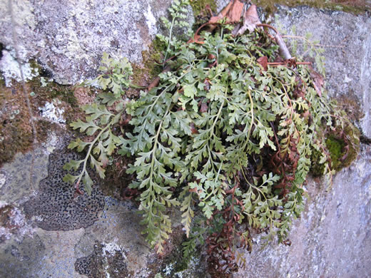 image of Asplenium montanum, Mountain Spleenwort