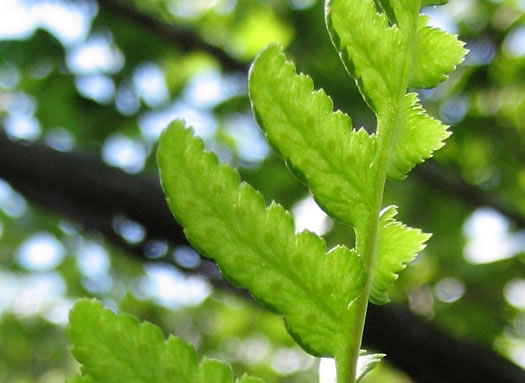 image of Dryopteris cristata, Crested Woodfern, Crested Shield-fern