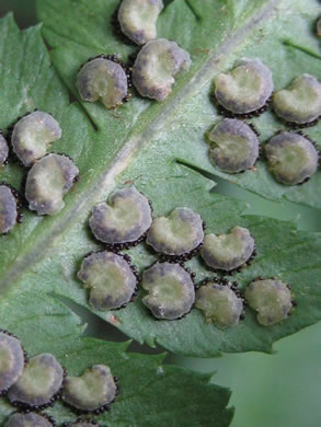 image of Dryopteris intermedia, Evergreen Woodfern, Fancy Fern, Intermediate Woodfern