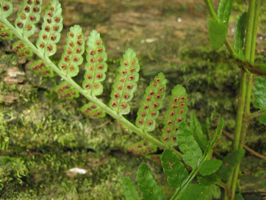 image of Dryopteris ludoviciana, Southern Woodfern, Southern Shield-fern
