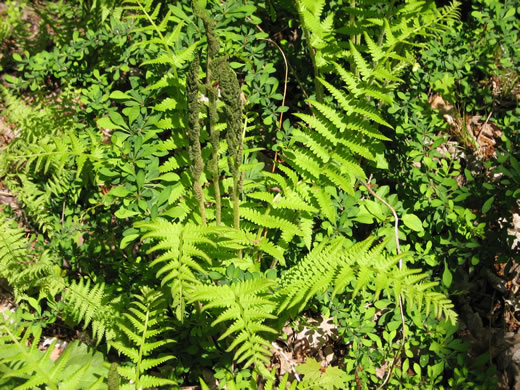 image of Osmundastrum cinnamomeum, Cinnamon Fern