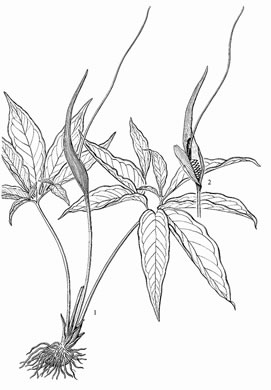 drawing of Pinellia pedatisecta, Chinese Green Dragon, Fan-leaf Chinese Green Dragon, Pinellia