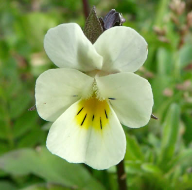 Viola arvensis, European Field Pansy