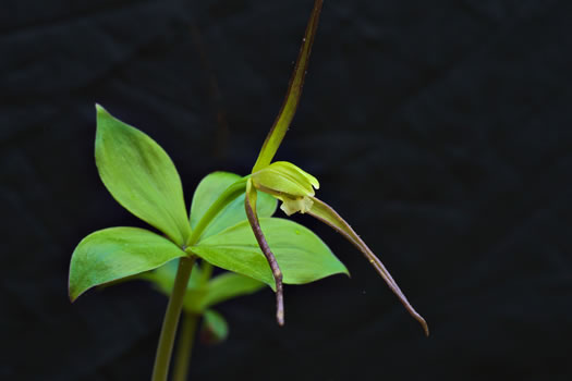 image of Isotria verticillata, Large Whorled Pogonia, Large Five-leaves