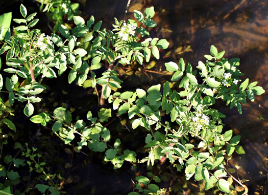 image of Nasturtium officinale, Watercress