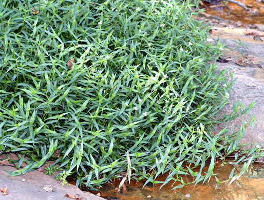 image of Murdannia keisak, Murdannia, Asian Spiderwort, Marsh Dewflower, Wart-removing Herb