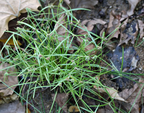 image of Cyperus hortensis, Annual Greenhead Sedge, Low Spikesedge