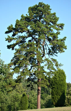 image of Pinus echinata, Shortleaf Pine, Yellow Pine, Rosemary Pine