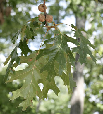 Quercus shumardii, Shumard Oak, Swamp Red Oak