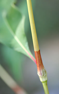Persicaria lapathifolia, Dockleaf Smartweed, Willow-weed, Pale Smartweed