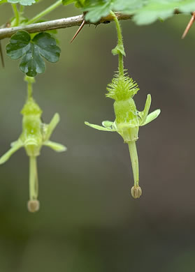 image of Ribes echinellum, Miccosukee Gooseberry, Spiny Gooseberry, Florida Gooseberry