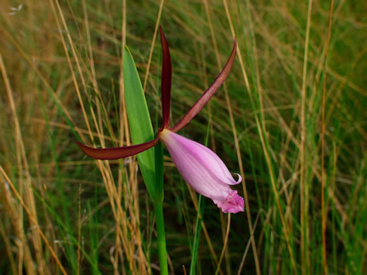 image of Cleistesiopsis divaricata, Large Dragonhead Pogonia, Rosebud Orchid, Large Spreading Pogonia