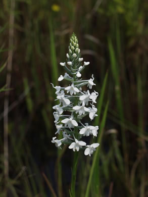 image of Platanthera nivea, Snowy Orchid, Bog-spike