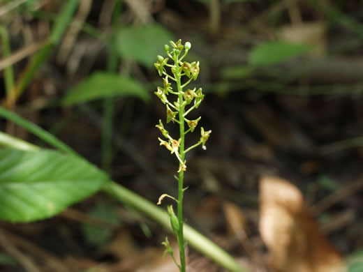 Malaxis spicata, Florida Adder's-mouth Orchid