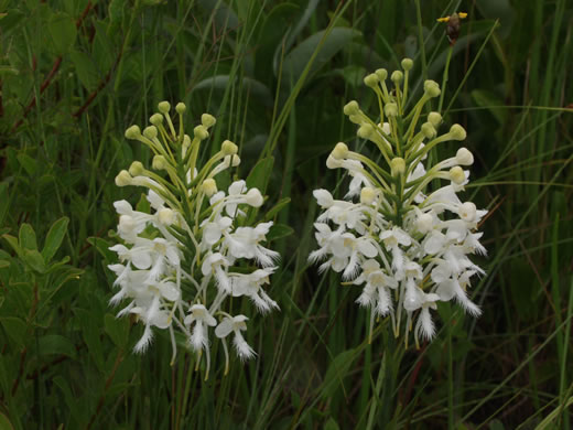 image of Platanthera conspicua, Large White Fringed Orchid, Southern White Fringed Orchid