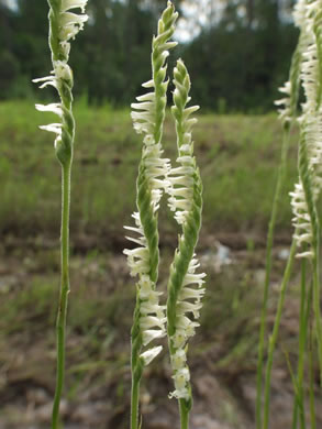 image of Spiranthes laciniata, Lace-lip Ladies'-tresses, Lace-lip Spiral Orchid