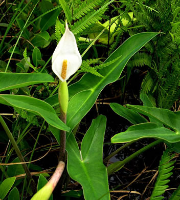 image of Peltandra sagittifolia, White Arrow-arum, White Arum, Spoonflower