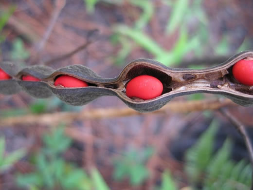 image of Erythrina herbacea, Coral-bean, Cardinal-spear