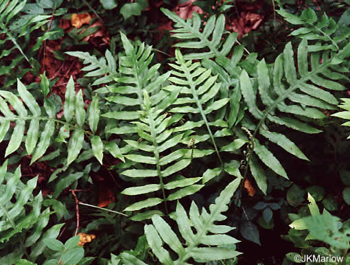 image of Lorinseria areolata, Netted Chain-fern, Net-veined Chainfern