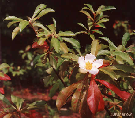 image of Franklinia alatamaha, Franklinia, Franklin Tree, Lost Gordonia