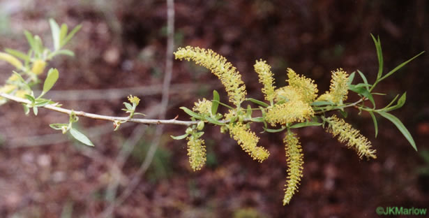 image of Salix nigra, Black Willow