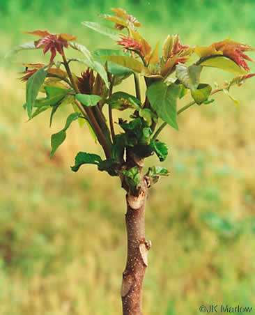 Ailanthus altissima, Ailanthus, Tree-of-heaven, Stink-tree