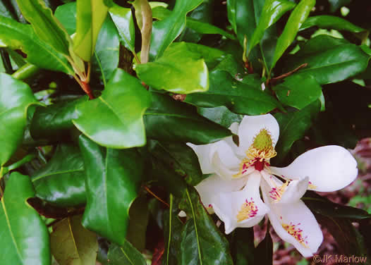 Magnolia grandiflora (southern magnolia)