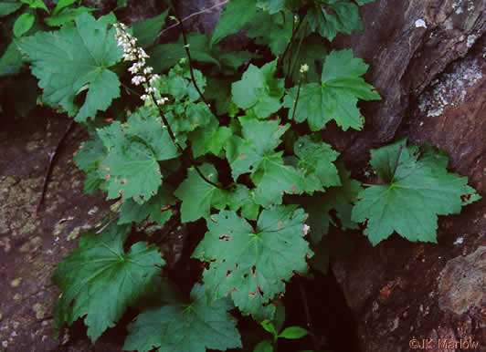 image of Heuchera villosa, Mapleleaf Alumroot, Hairy Alumroot, Rock Alumroot, Crag-jangle