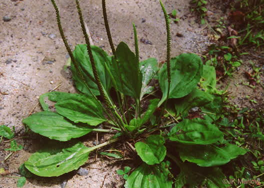 Plantago rugelii, American Plantain, Broad-leaved Plantain, Blackseed Plantain, Rugel’s Plantain