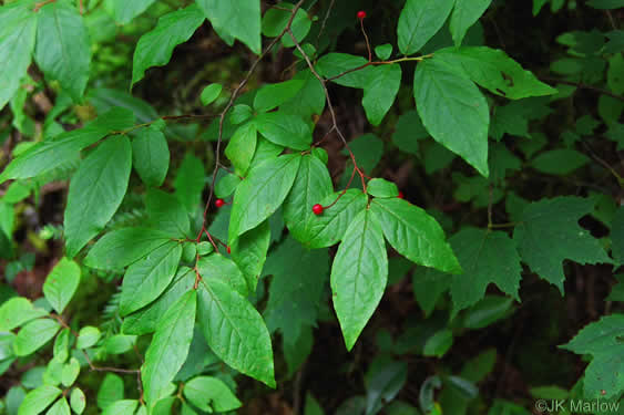image of Gaylussacia ursina, Bear Huckleberry, Buckberry, Mountain Huckleberry, Bearberry